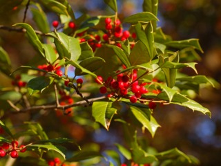 Ilex opaca