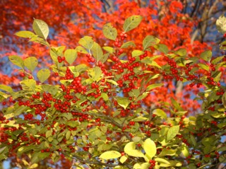 Ilex serrata avant la chute des feuilles
