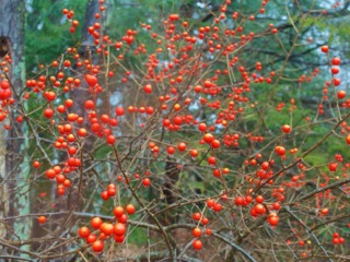 Ilex verticillata en hiver