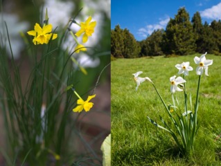 Jonquille véritable (à g.) / Narcisse des poètes (à d.)