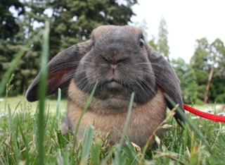Lapin nain bélier... tenu en laisse au jardin