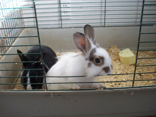 Lapins nains dans leur cage