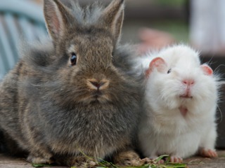 Lapin nain et cochon d'Inde