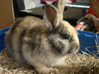 Lapin nain mangeant du foin