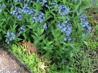 Leptinella squalida et Amsonia 'Blue Ice'