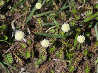 Leptinella squalida : fleurs
