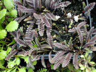 Leptinella squalida 'Platt's Black'
