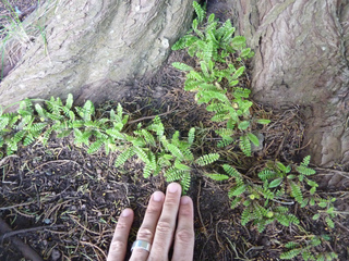 Leptinella squalida