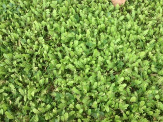 Leptinella squalida en couvre-sol
