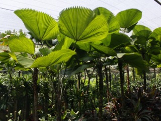 Licuala grandis