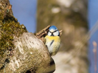 Mésange bleue dans une cavité naturelle