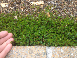 Muehlenbeckia axillaris
