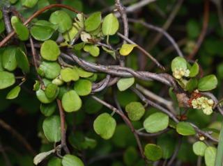 Muehlenbeckia complexa : floraison