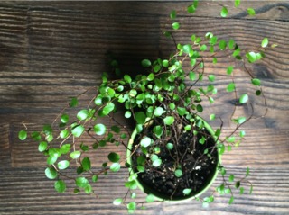 Muehlenbeckia complexa en pot