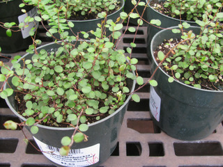 Muehlenbeckia complexa