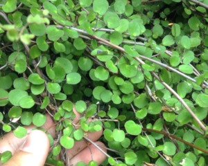 Muehlenbeckia complexa : feuillage