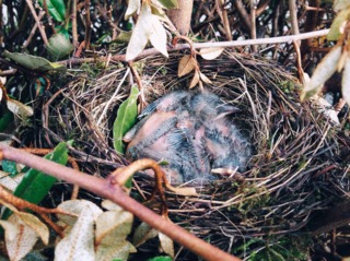 Nid de merles dans une haie d'éléagnus