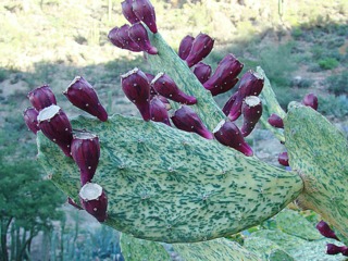 Opuntia ficus-indica variegata