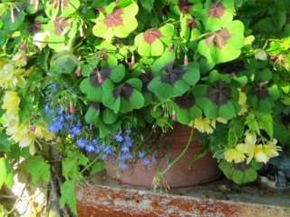 Oxalis deppei en potée