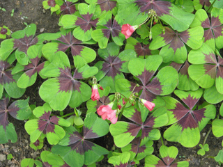 Oxalis deppei, Oxalis tetraphylla