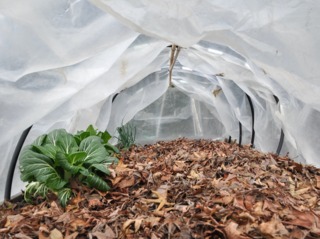Paillage du potager avec des feuilles mortes