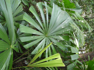 Licuala ramsayi