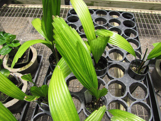 Jeunes plants de Licuala grandis