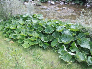 Pétasite (Petasites hybridus) au bord d'un cours d'eau