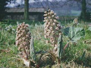 Pétasite : floraison