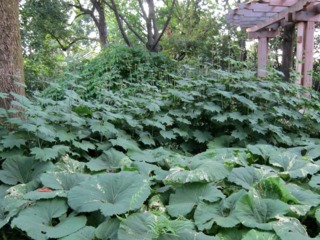 Petasites japonicus 'Variegatus'
