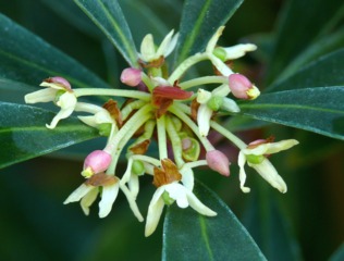 Tasmannia lanceolata : fleurs