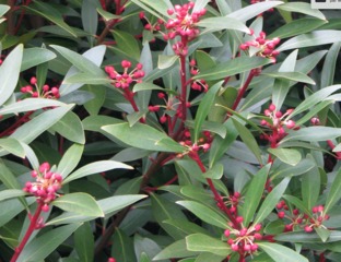 Tasmannia lanceolata : boutons floraux