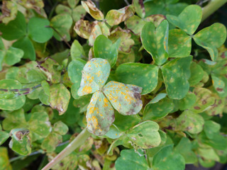 Rouille sur oxalis