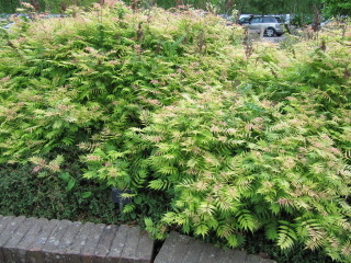 Sorbaria sorbifolia 'Sem