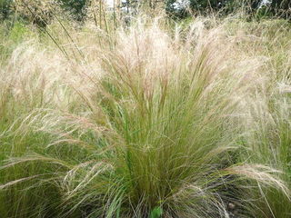 Stipa tenuifolia, cheveux d'ange