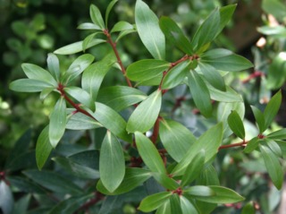 Poivre de Tasmanie, Tasmannia lanceolata