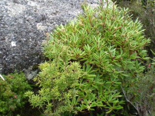Poivre de Tasmanie (à droite)