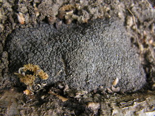 Tuber melanosporum à peine enterrée