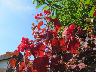 Viburnum opulus en automne