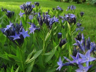 Amsonia 'Blue Ice'