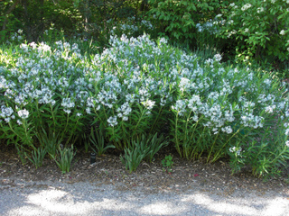 Amsonia ciliata