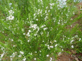Amsonia ciliata