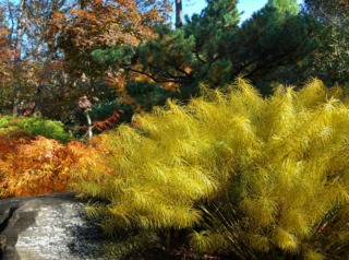 Amsonia hubrichtii en automne