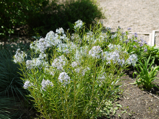Amsonia tabernaemontana
