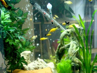 Aquarium chauffé et éclairé