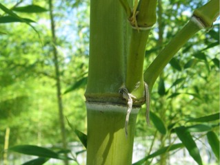 Bambou Semiarundinaria fastuosa