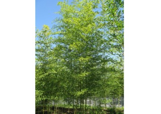 Bambou Semiarundinaria fastuosa - Haie