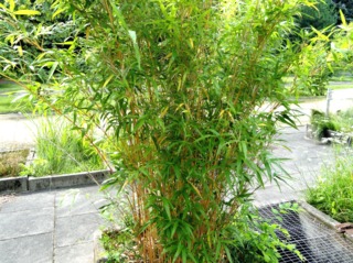 Bambou Semiarundinaria yashadake, en pot