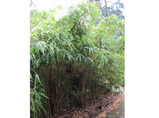 Bambou Semiarundinaria yashadake 'Kimmei'