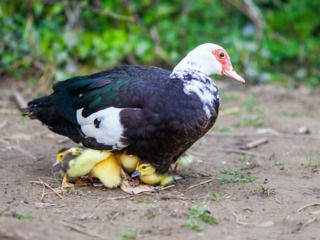 Canard de Barbarie (cane et canetons)